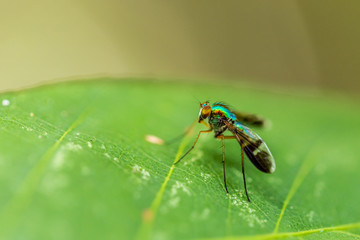green small fly have long legged stand on green leaves in natural park