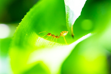The red ant climbed to the top of the green leaf and eats it