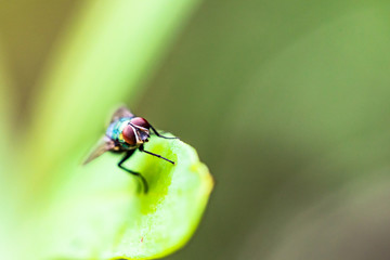 green small fly have long legged stand on green leaves in natural park