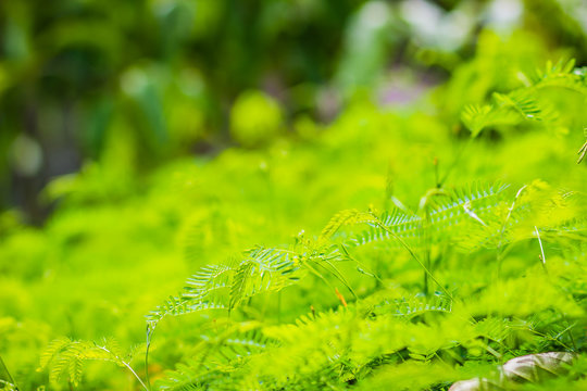 Young green leaves ans sprout of Leucaena leucocephala, a small fast-growing mimosoid tree and also known as white leadtree, jumbay, river tamarind, subabul, and white popinac.