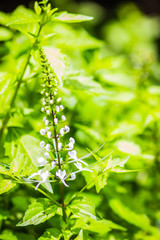 White flower of Orthosiphon aristatus with green leaves background.Orthosiphon aristatus is a medicinal herb known as cat's whiskers or Java tea.