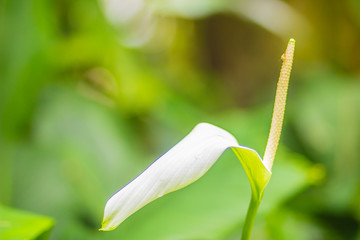 Beautiful white peace lily flower (Spathiphyllum cannaefolium) in the garden. Spathiphyllum is a genus of monocotyledonous flowering plants in the family Araceae, native to Southeast Asia.