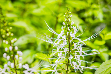 White flower of Orthosiphon aristatus with green leaves background.Orthosiphon aristatus is a medicinal herb known as cat's whiskers or Java tea.