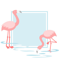 Flamingo walking in the pond - frame