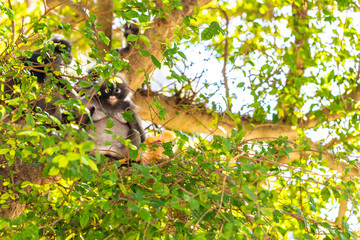 Dusky Langur(Spectacled Langur) (Trachypithecus obscurus)