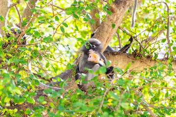 Fototapeta premium Dusky Langur(Spectacled Langur) (Trachypithecus obscurus)
