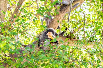 Dusky Langur(Spectacled Langur) (Trachypithecus obscurus)