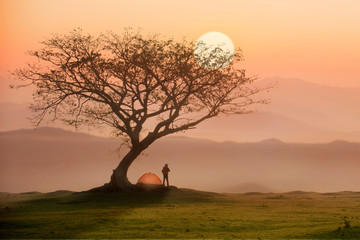 Man in camping site under the tree with sunset or sunrise background