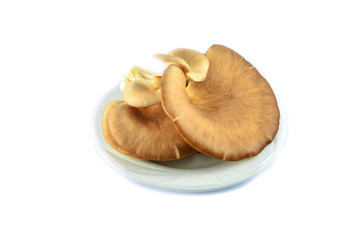Fresh indian Oyster mushroom isolated on white background / Phoenix or Lung Oyster