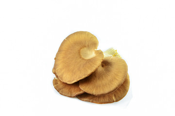 Fresh indian Oyster mushroom isolated on white background / Phoenix or Lung Oyster