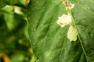 diseased pepper plant, with worms in leaves