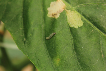 diseased pepper plant, with worms in leaves