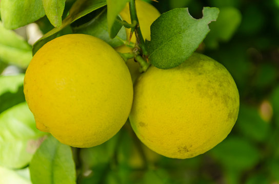 Yellow Ripe Key Lime Close-up