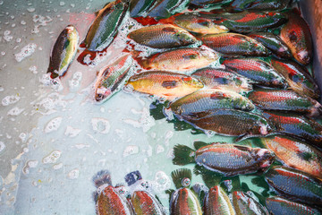 fresh fish climbing perch on the bucket in the market