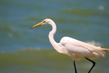 heron and the sea