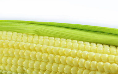 Close up of young baby sweet corn ear in fresh corn cob isolated on white background