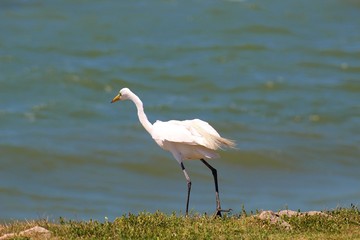 great blue heron in the water