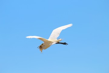 Fototapeta premium heron flying in the blue sky 