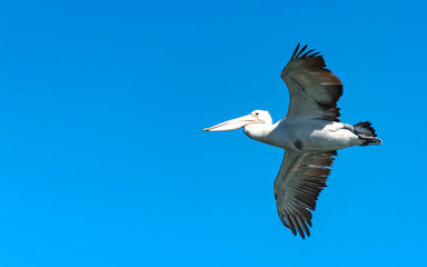 Fototapeta na wymiar Pelican in Flight