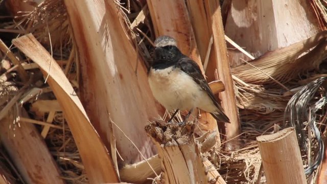 Pied wheatear bird on a Palm tree in Israel