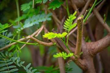 fern in the forest