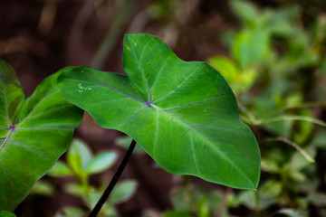 green leaves - image