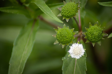 white flowers, green leaves - image