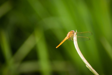 Golden dragonfly on plant - Image