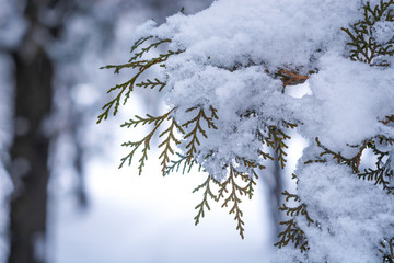 Snow on Christmas Tree Branch. Closeup.