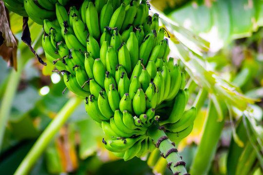 Light Green Banana Close Up - Image