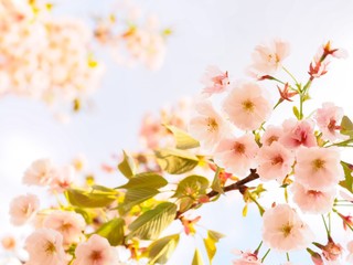 Beautiful cherry blossom blooming in spring season of Japan. Natural spring background
