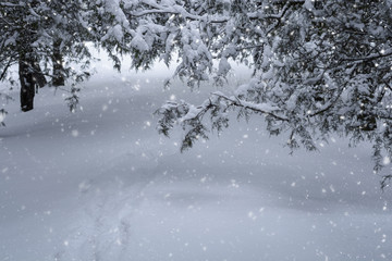Wild Animal Traces on Snow in the Winter Forest During Snowfall.