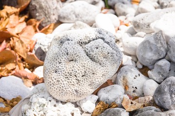 Dried coral reef on the rock beach for natural background, Thailand beach in Satun province