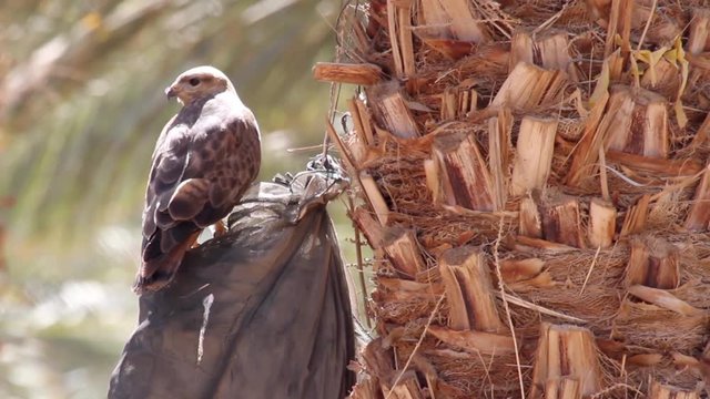 Steppe buzzard on Palm tree in the Dead Sea