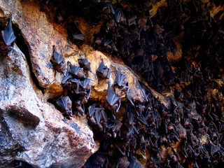 Bats in cave of Bali. Indonesia. Year 2000