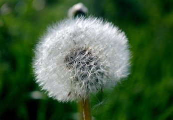 Old dandelion ready to give seeds for new dandelions