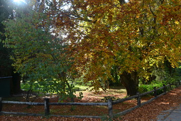 Enamorada del oto&ntilde;o