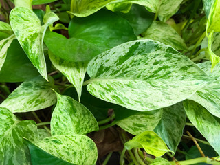 The Golden pothos were planted in a potted plant, this is the detail of green leaf of garden tree