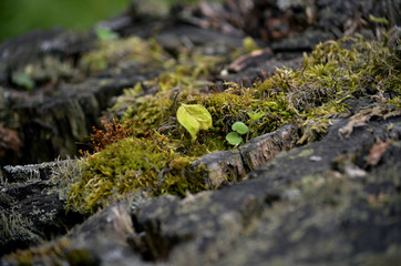 autumn moss seeds growing in an old moss covered tree stump
