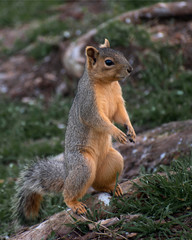 Obraz premium Squirrel