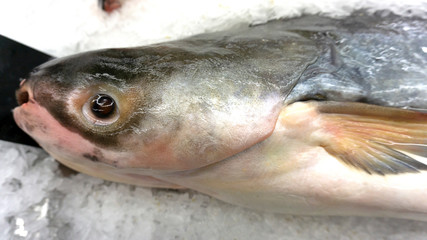 Giant fish Raw on ice at the fish market and department store, Product Display Shelf..