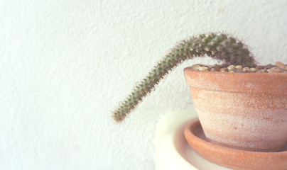 Cactus in a pot that is lonely on white background, copy space Vintage style..