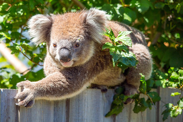 Koala on a fence
