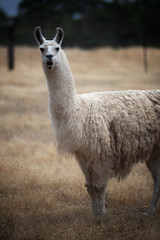 Obraz premium Llama at farm