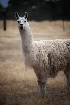 Llama at farm