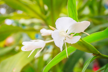 White ginger flower (Hedychium coronarium) with green leaves. Hedychium coronarium also known as white garland-lily or white ginger lily is perennial flowering plant in Zingiberaceae (ginger) family.