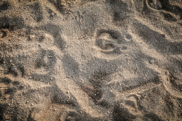 Animal Footprints track on sand texture background
