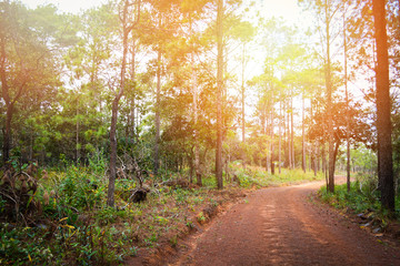 Dirt road dust to pine forest trees in the countryside