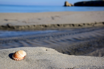 Shell close up 