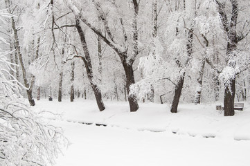 Winter landscape with a park